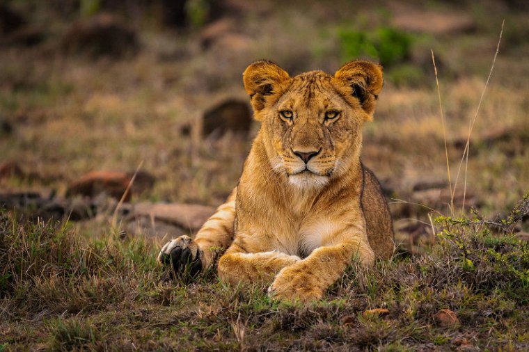 002 Masai Mara, leeuw.jpg